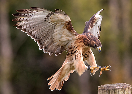 Hawk landing